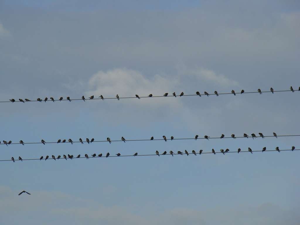 Фото села - Білоусівка