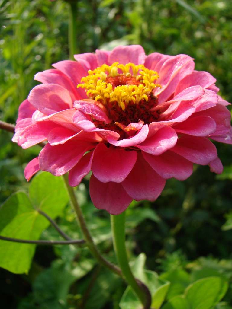 Квіти - Гільці