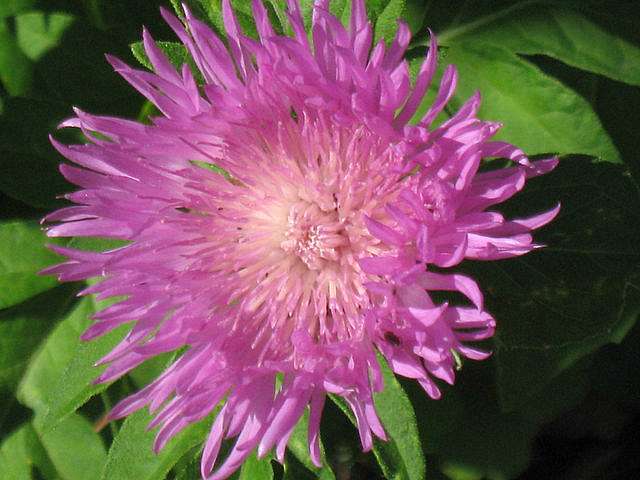  Квіти в саду моїх друзів Терещенків - Терновка