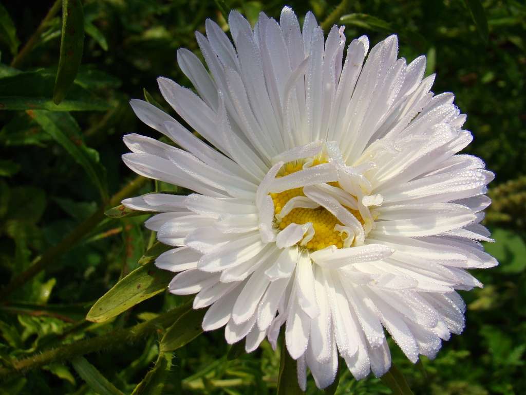 Квіти - Гільці