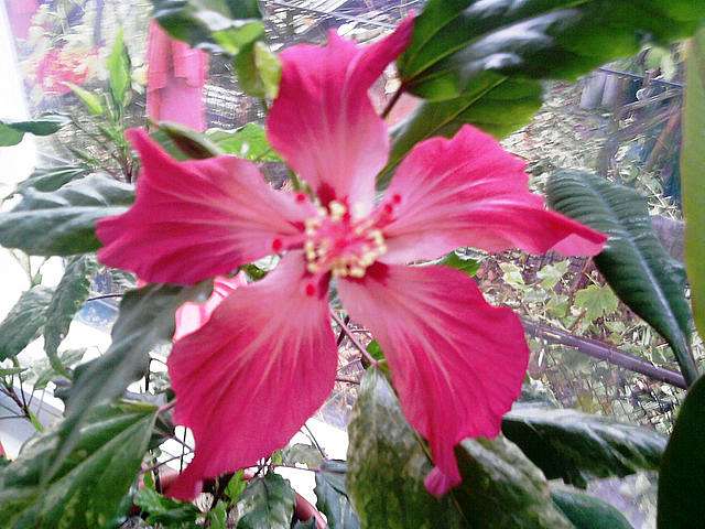  Квіти в саду моїх друзів Терещенків - Терновка