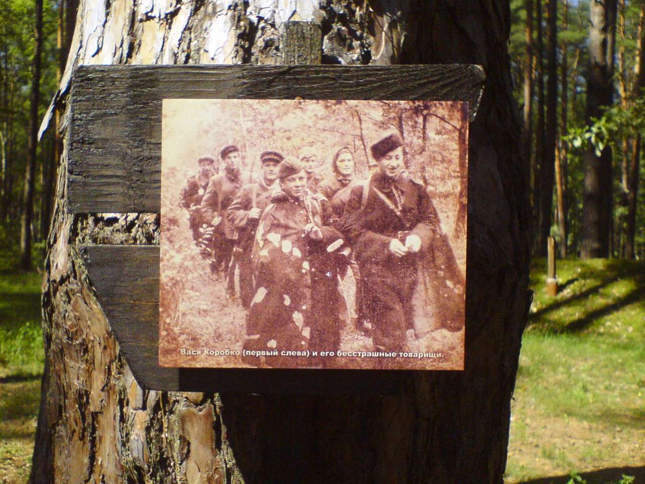 Лісоград - Елино