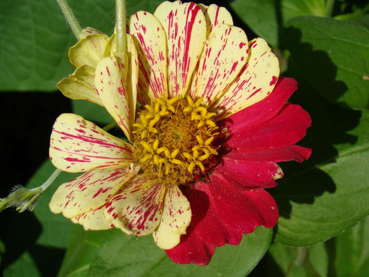 Квіти - Гільці