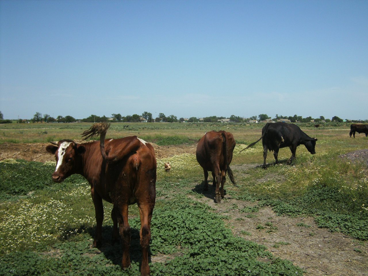 наше село - Дружбівка