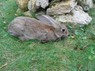 Брати наші менші...