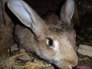 Брати наші менші...