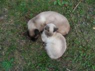 Брати наші менші...