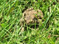 Моменти із села