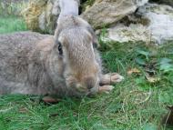 Брати наші менші...