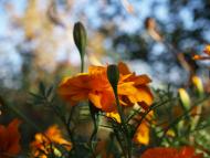 Мій рідний край, моє дитинство!....