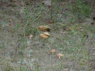 Польське село в Поліссі