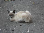 Брати наші менші...