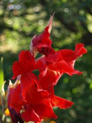 Мій рідний край, моє дитинство!....