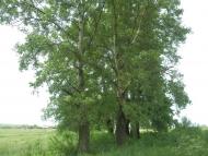 Сільські будні!!!!