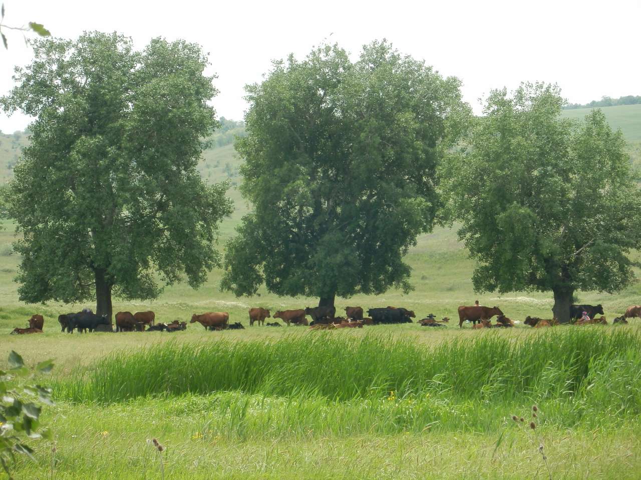 Сільські будні!!!! - Скосарівка