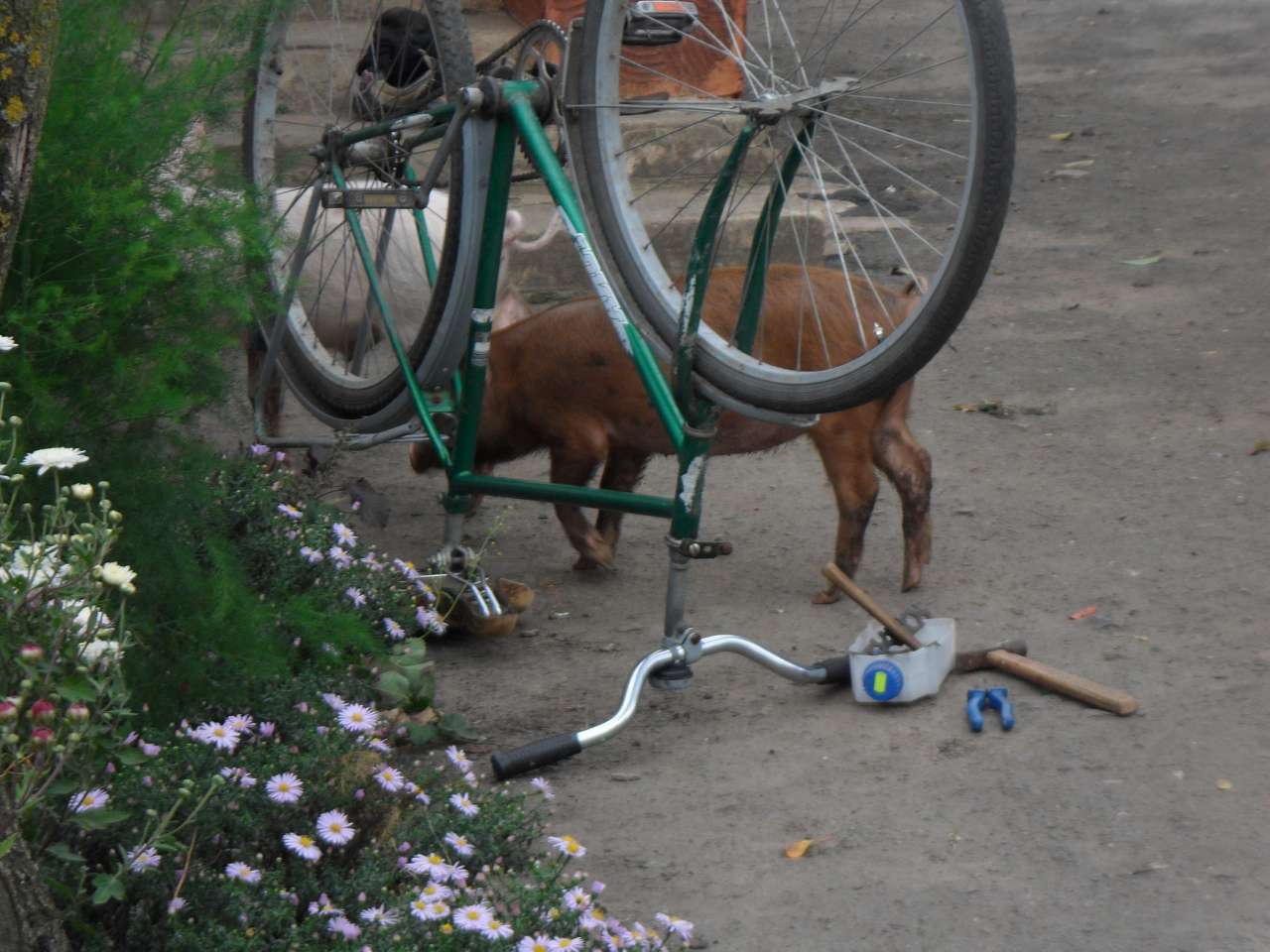 Брати наші менші... - Берестечко