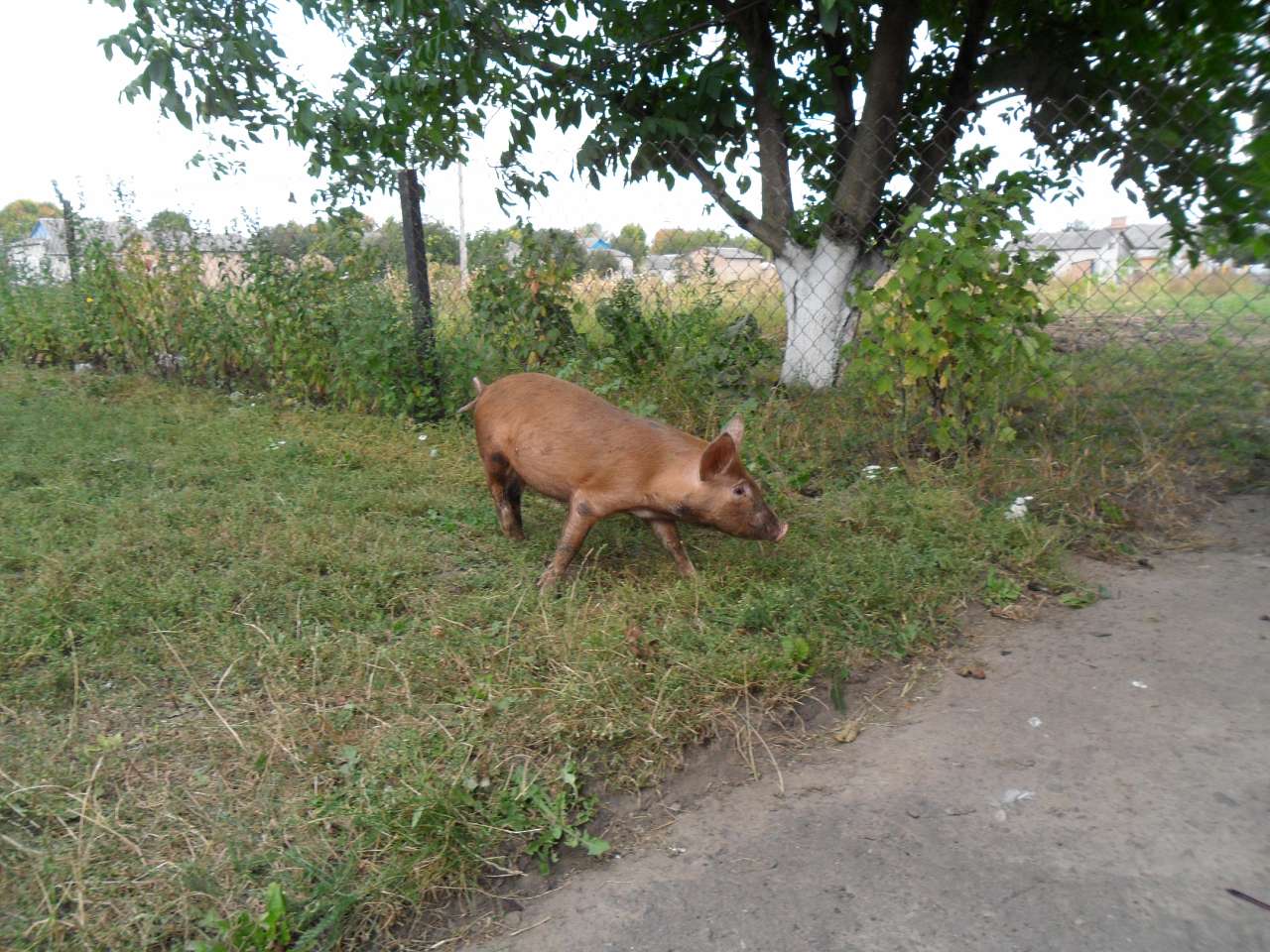 Брати наші менші... - Берестечко