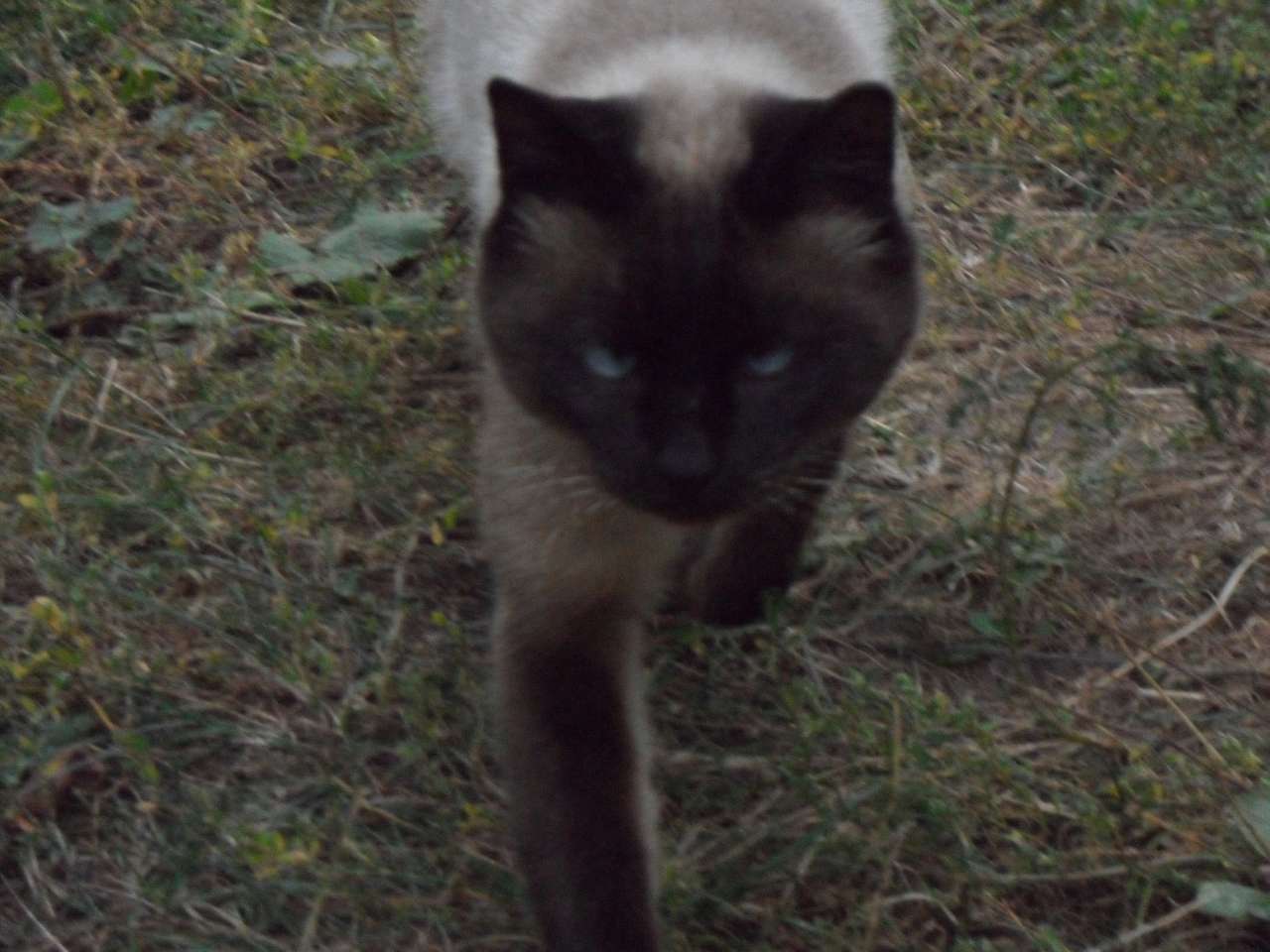 Брати наші менші... - Берестечко