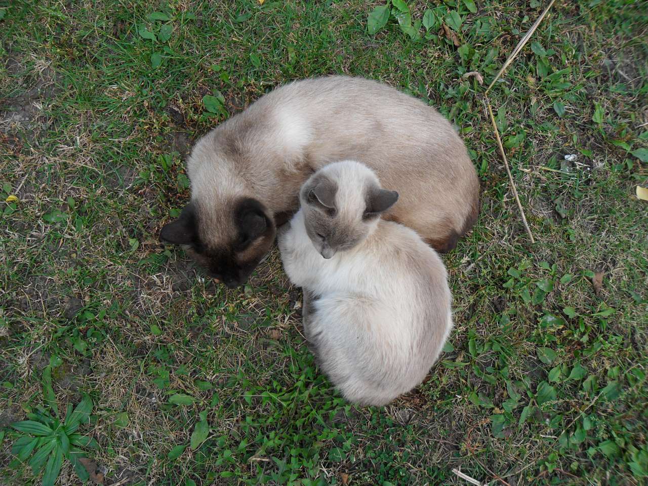 Брати наші менші... - Берестечко