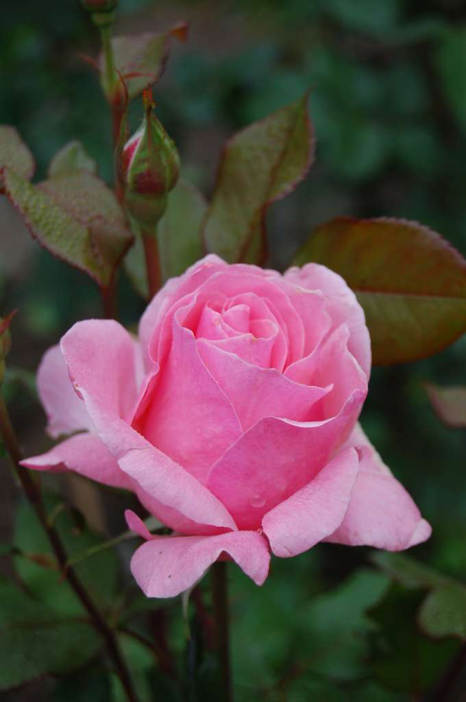  квіти Лукавців - Лукавці