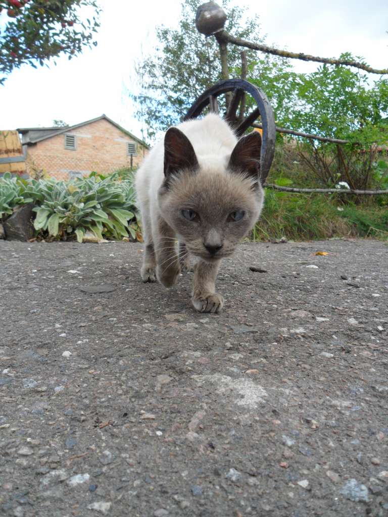 Брати наші менші... - Берестечко