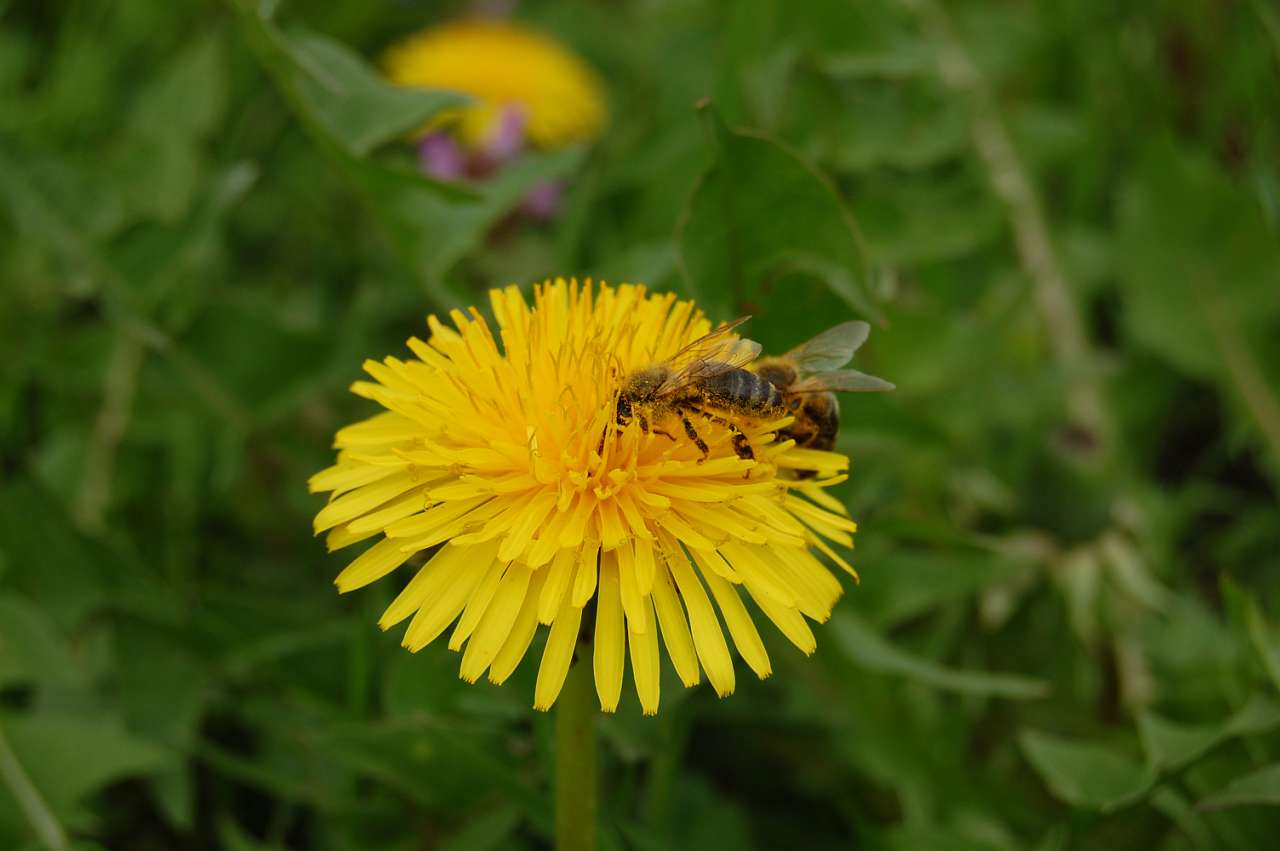  квіти Лукавців - Lukavtsi