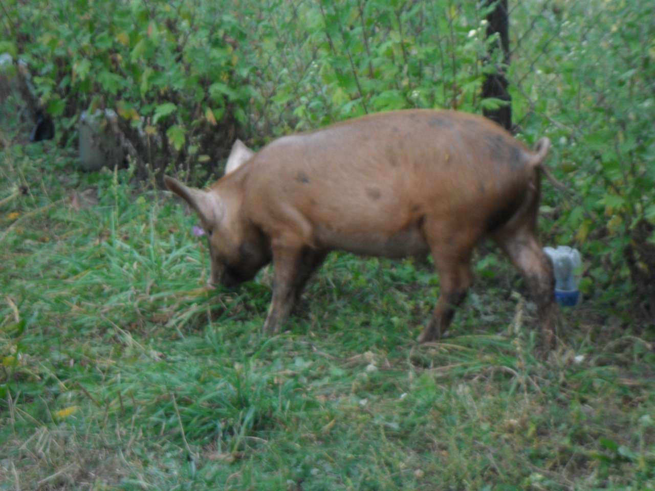 Брати наші менші... - Берестечко