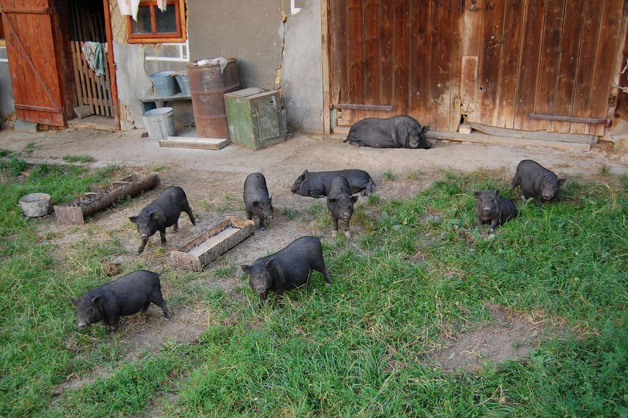 сулянські господарства,трудові будні Лукавчан - Лукавці