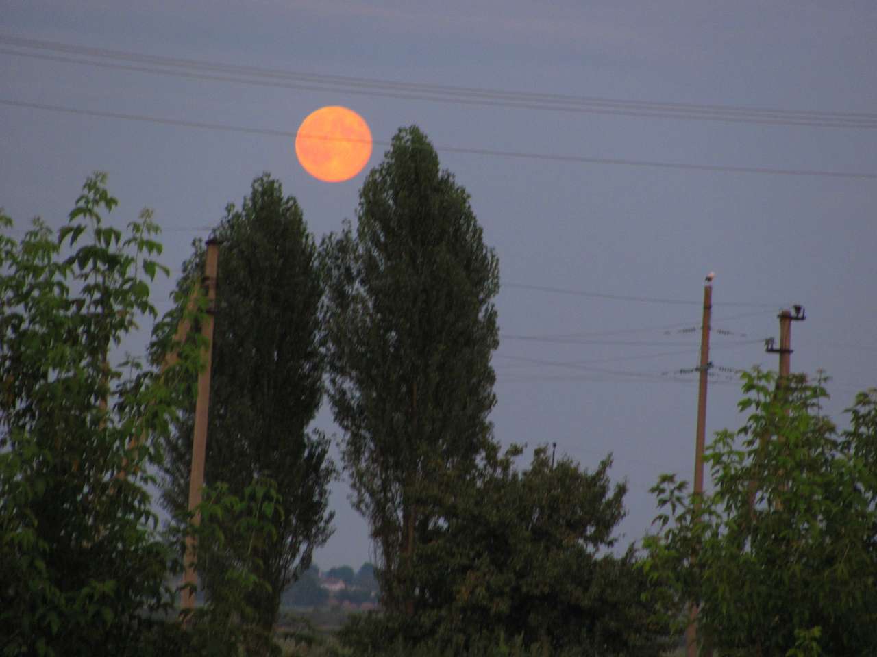 Рідне - Видерта