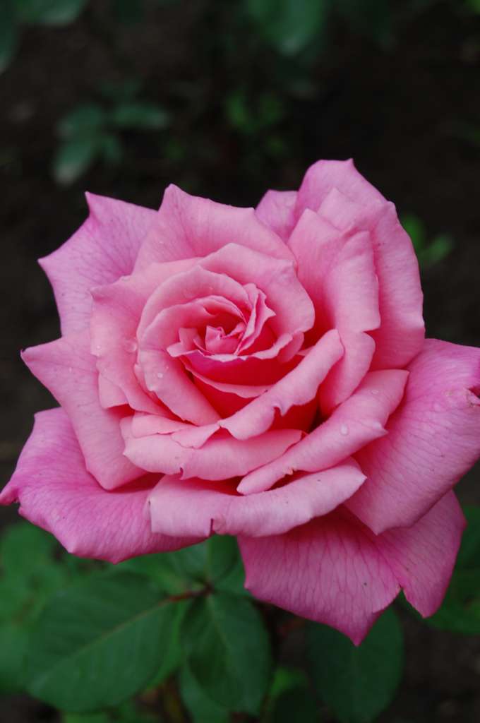  квіти Лукавців - Лукавці