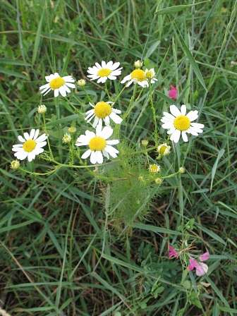 Н.Булатецькі картинки - Нижній Булатець