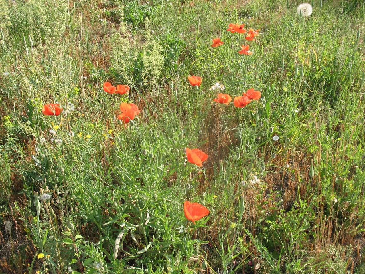 Н.Булатецькі картинки - Нижній Булатець