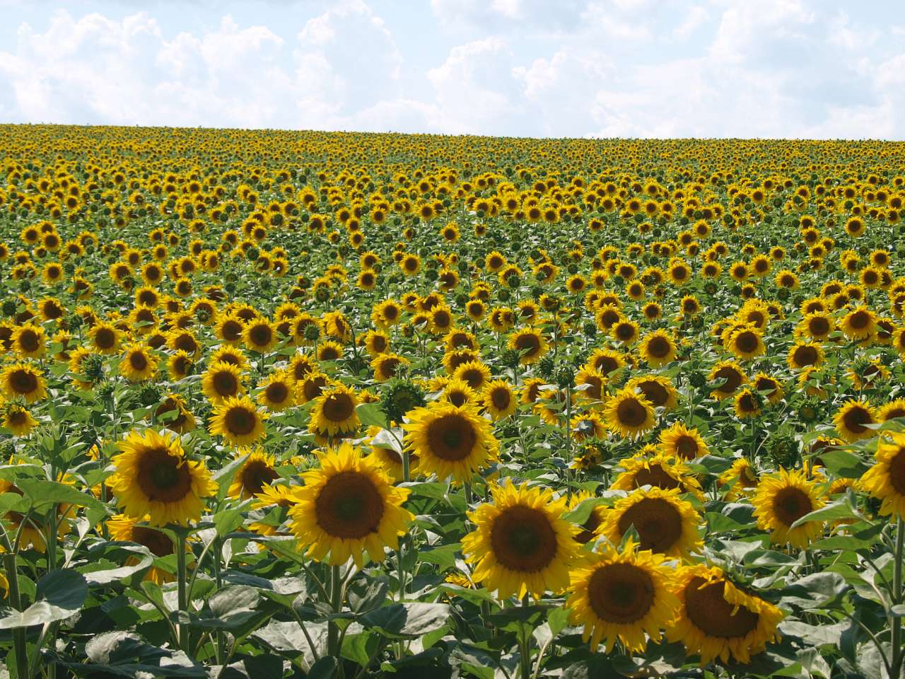 Мальовниче село В’язівок - В'язівок