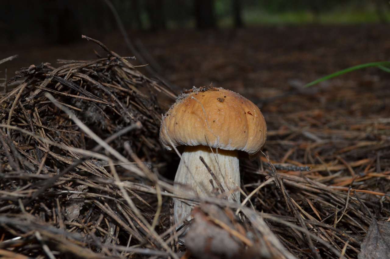 Турівка - Турівка