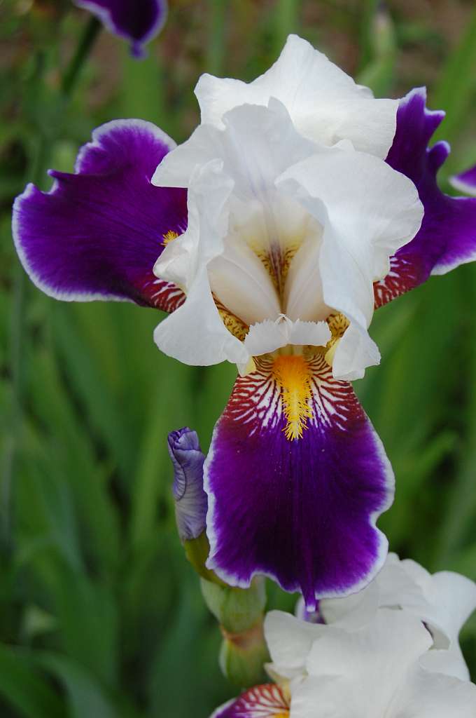  квіти Лукавців - Лукавці