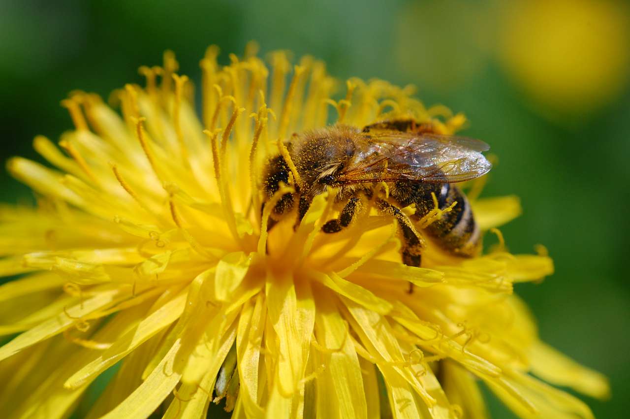  квіти Лукавців - Лукавці
