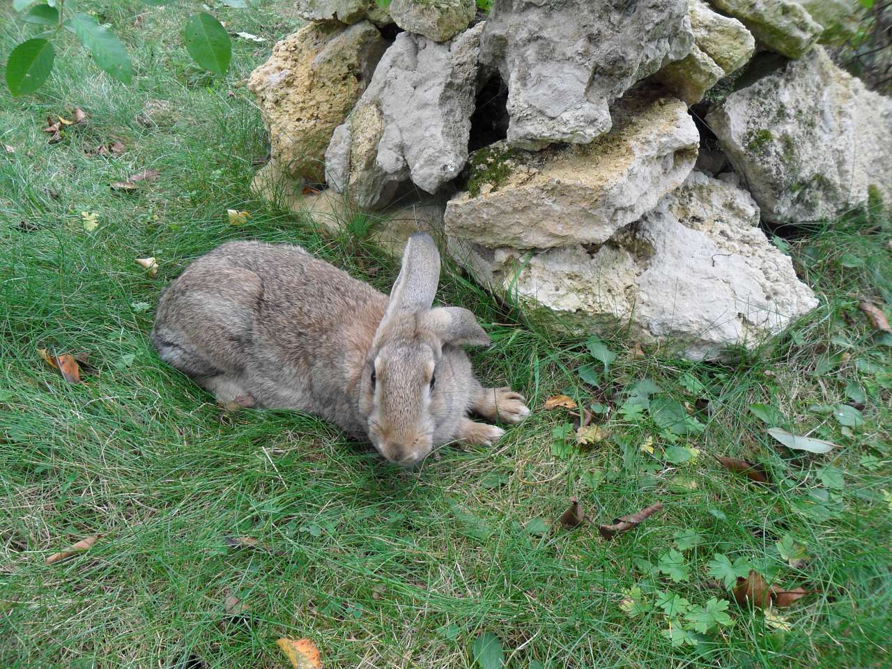 Брати наші менші... - Берестечко