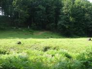 село Вільховиця Мукачівського району