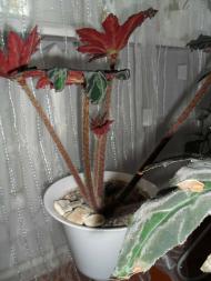 Кімнатні рослини