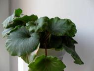 Кімнатні рослини