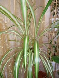 Кімнатні рослини