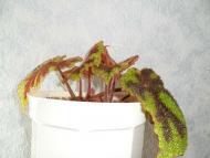 Кімнатні рослини