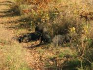 село Нижній Коропець Мукачівський район