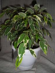 Кімнатні рослини