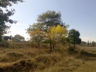 Золотые листопады