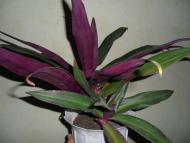 Кімнатні рослини