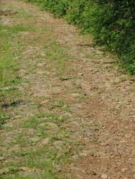 село Вільховиця Мукачівського району