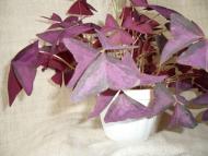 Кімнатні рослини