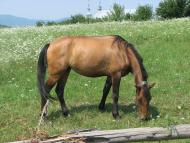 село Плоскановиця Мукачвського району