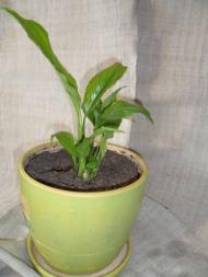 Кімнатні рослини